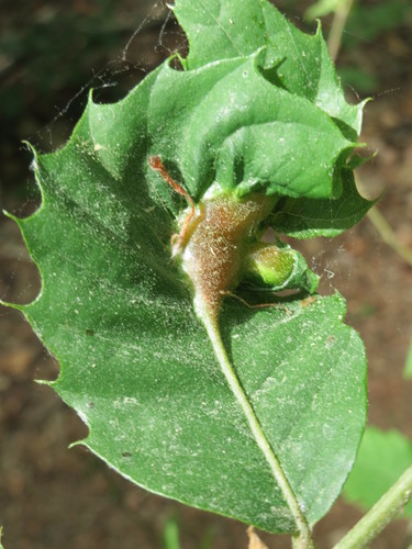 Asian Chestnut Gall Wasp