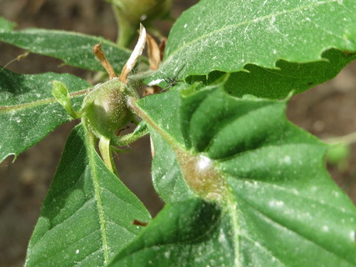 Asian Chestnut Gall Wasp