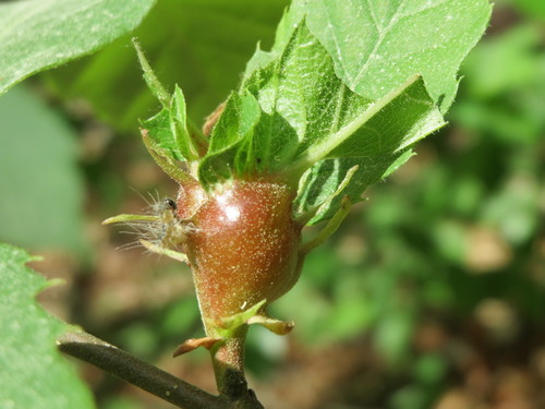 Asian Chestnut Gall Wasp