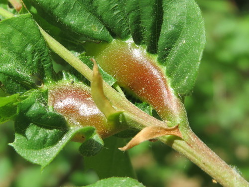 Asian Chestnut Gall Wasp
