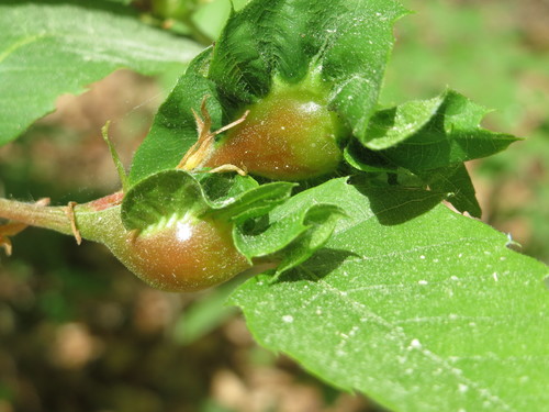 Asian Chestnut Gall Wasp