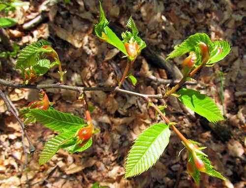 Asian Chestnut Gall Wasp