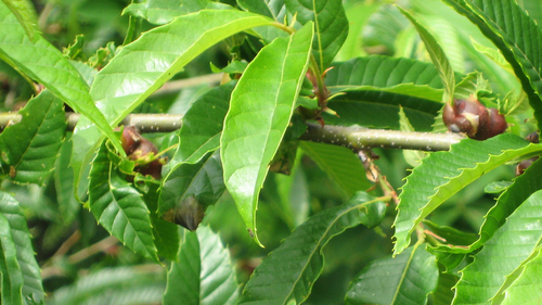 Asian Chestnut Gall Wasp