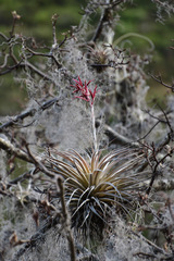 Tillandsia latifolia