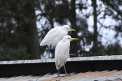 Bubulcus ibis coromandus
