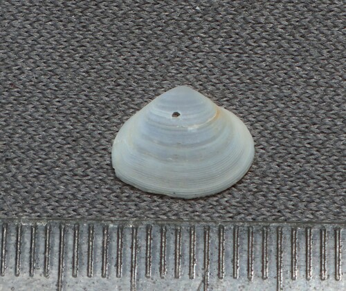 Cumingia lamellosa, 2000-02-19