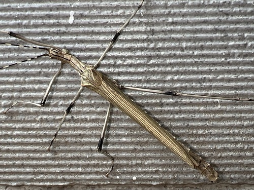 Pseudophasma blanchardi