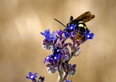 Megascolia maculata maculata
