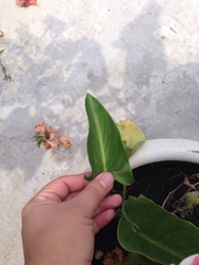 Zantedeschia aethiopica