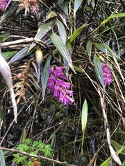 Elleanthus maculatus