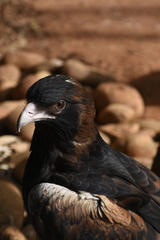 Hamirostra melanosternon