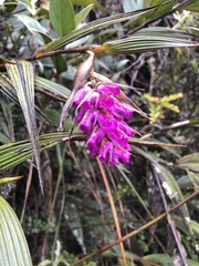 Elleanthus maculatus