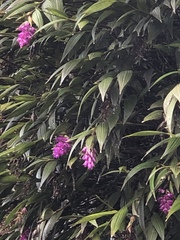 Elleanthus maculatus