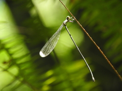 Pseudostigma aberrans