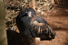 Hamirostra melanosternon