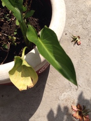 Zantedeschia aethiopica