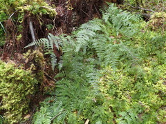 Hypolepis rufobarbata