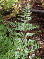 Hypolepis rufobarbata