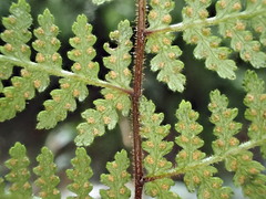 Hypolepis rufobarbata