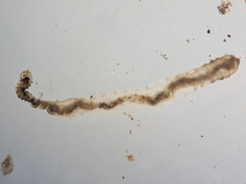 Arenicola mediterranea