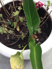 Zantedeschia aethiopica