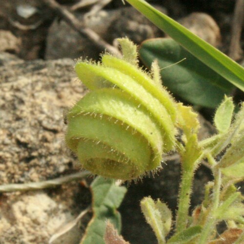Medicago scutellata iNat (2)