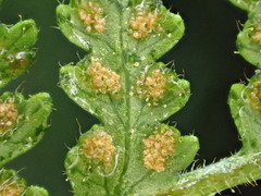 Hypolepis rufobarbata