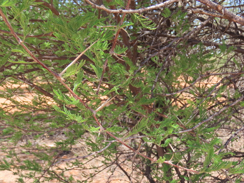Image of Vachellia luederitzii by no rights reserved