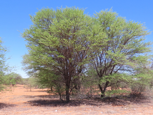 Image of Vachellia luederitzii by no rights reserved