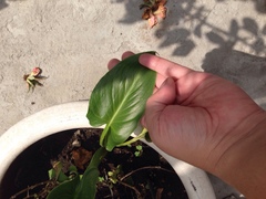 Zantedeschia aethiopica