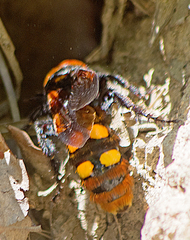 Megascolia maculata maculata