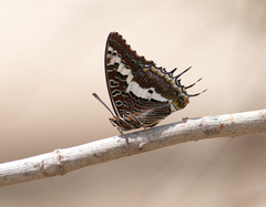 Charaxes hansali
