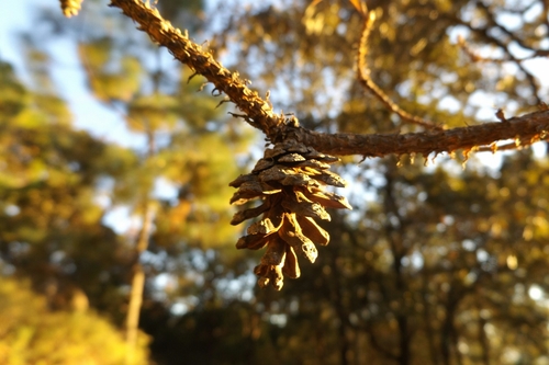 Herrera's pine (Pinus herrerae)