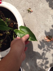 Zantedeschia aethiopica
