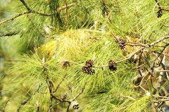 Pinus herrerae