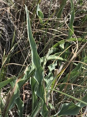 Takhtajaniantha austriaca