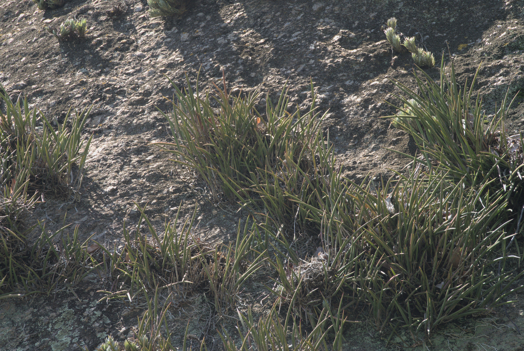 Brassavola tuberculata