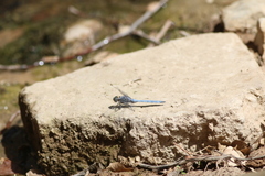 Orthetrum chrysostigma