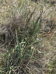 Takhtajaniantha austriaca
