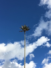 Ceroxylon quindiuense