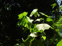 Dombeya × cayeuxii