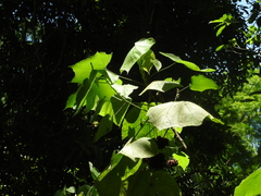 Dombeya × cayeuxii