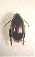 Psylliodes brettinghami