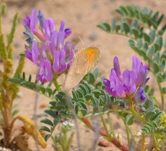 Astragalus lentiginosus diphysus