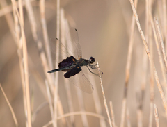 Rhyothemis semihyalina