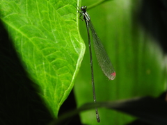 Mecistogaster modesta