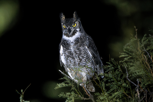 iNaturalist observation 2024-12-14