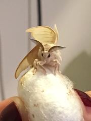 Bombyx mori