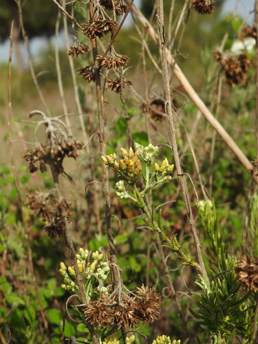 Helichrysum serotinum, photograph 5