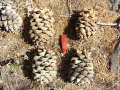 Pinus maximartinezii